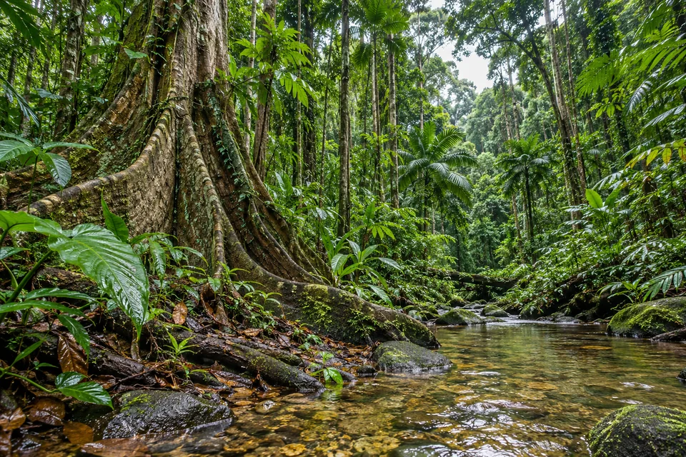 Buttress roots, tall trunks and layers of green leaves surround a shallow tropical forest stream.